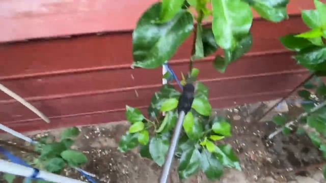 Опрыскивание плодовых деревьев весной. Обработка сада весной от болезней и вредителей Скором и Деци смотреть онлайн