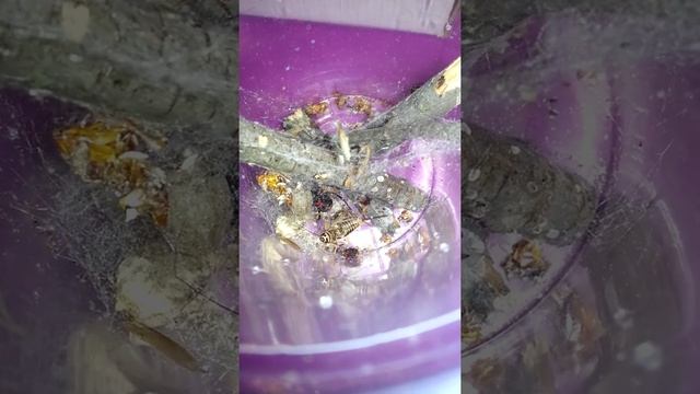 Northern Black Widow feeding Latrodectus variolus смотреть онлайн