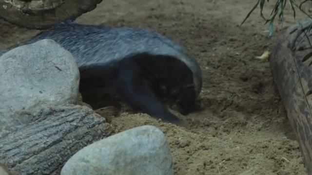 Самый свирепый и бесстрашный зверь: медоед, или лысый барсук (Mellivora Capensis)