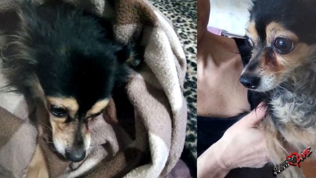 Волонтеры занимались уборкой, когда увидели мешок, они удивились, когда заглянули внутрь... смотреть онлайн