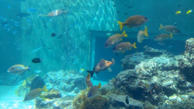 Okinawa Churaumi Aquarium || The Land Of Ryukyu.