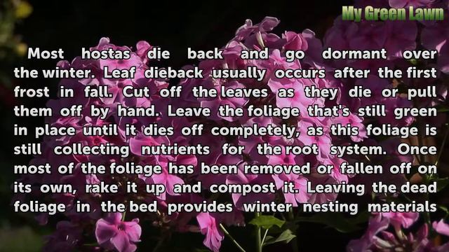 Do Hostas Need to Be Cut Down? смотреть онлайн