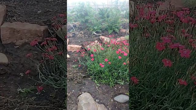 гвоздика травянка смотреть онлайн