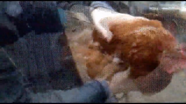 Голова курицы двигается прикольно смотреть онлайн