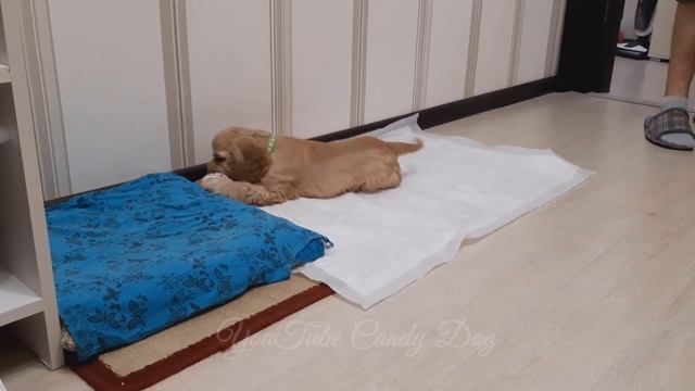 Первый день в новом доме/ Щенок американского кокер спаниеля/American cocker spaniel puppy first da смотреть онлайн