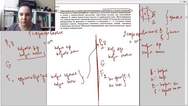 Решение генетических задач. Полное сцепление генов. смотреть онлайн