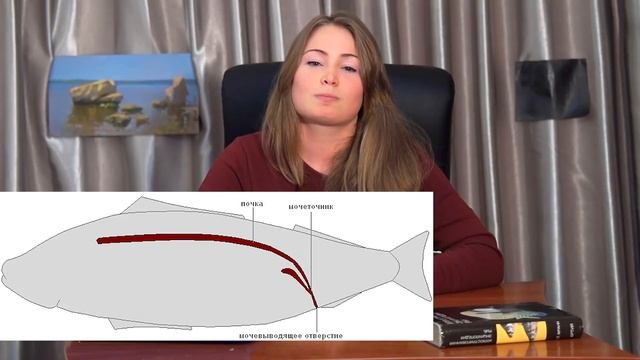 Надкласс Рыбы| Общая характеристика смотреть онлайн