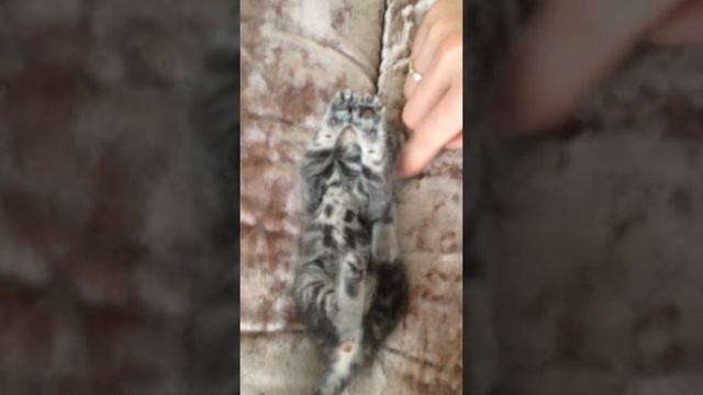 Котенок с ладошку ищет свою семью. смотреть онлайн