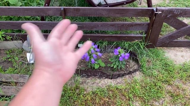 обзор с "ХВОСТАМИ" что цветёт у ПАПЫ в клумбах смотреть онлайн