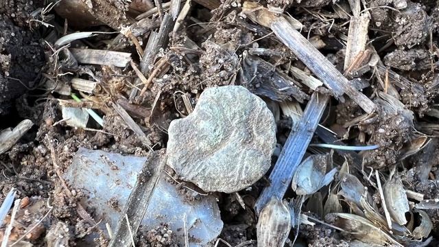 Roman Emperors Coins Found Metal Detecting || One To Watch !!!! XP Deus II #XPDEUS2 #XPDEUSII смотреть онлайн