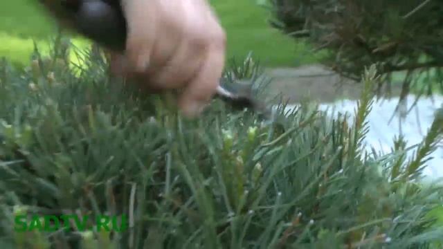 Сосны / Формирование сосны / Сосновый мёд смотреть онлайн