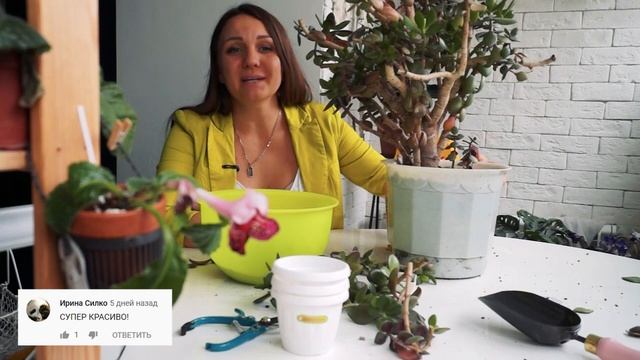 Денежное дерево. Основные правила ухода за денежным деревом зимой. Красула или Толстянка. смотреть онлайн