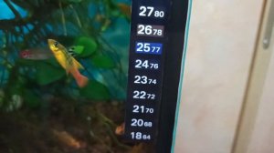 Купила ЖК термометр для аквариума/I bought a liquid-crystal  thermometer for the aquarium/