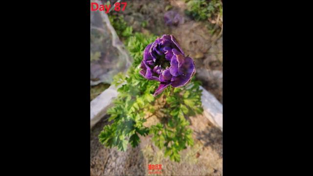 How To Plant Anemone 'De Caen' Mixed From Bulbs/corms