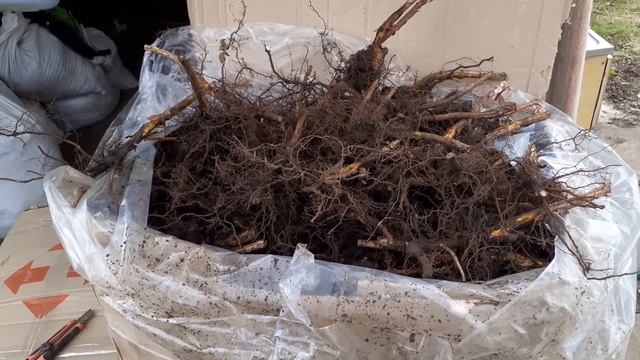 Пришли саженцы малины сорта Зюгана. Какая цена и качество смотрите в ролике смотреть онлайн