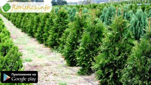 ? Дерево туя – посадка и уход: пересадка и размножение туи, виды и сорта