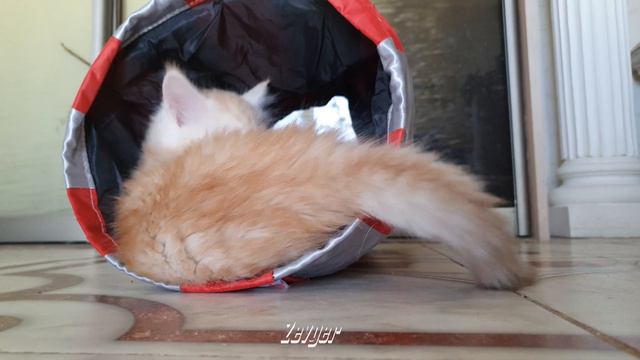 Iris ❤ With her tunnel смотреть онлайн