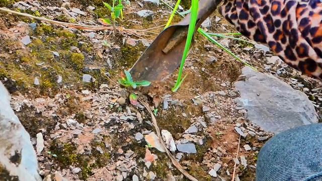 Why did the treasure hunters not find the gold nuggets full of strange gems? смотреть онлайн