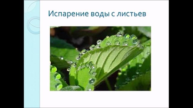 Транспорт веществ в организме. Биология 6 класс. смотреть онлайн