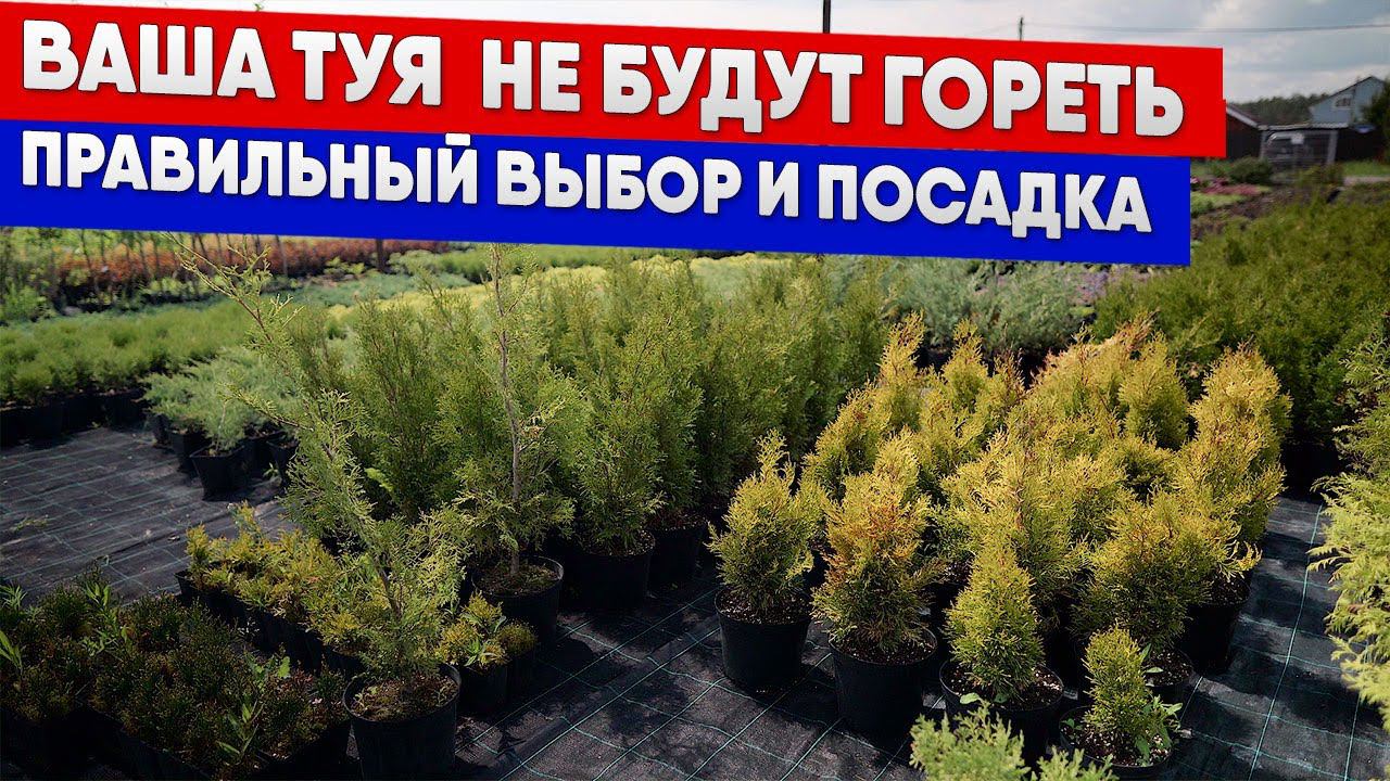 Ваша туя  не будут гореть - правильный выбор и посадка