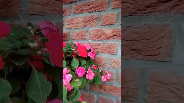 Beobachtet im Garten смотреть онлайн