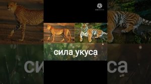 Амурский тигр против гепарда!