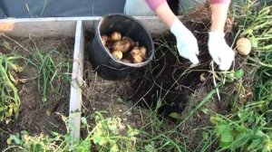 Урожай картофеля в природном земледелии