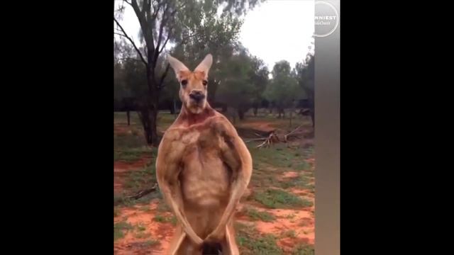 Кенгуру. Приколы и драки)))