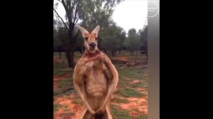 Кенгуру. Приколы и драки)))