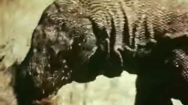 Комодский варан смотреть онлайн
