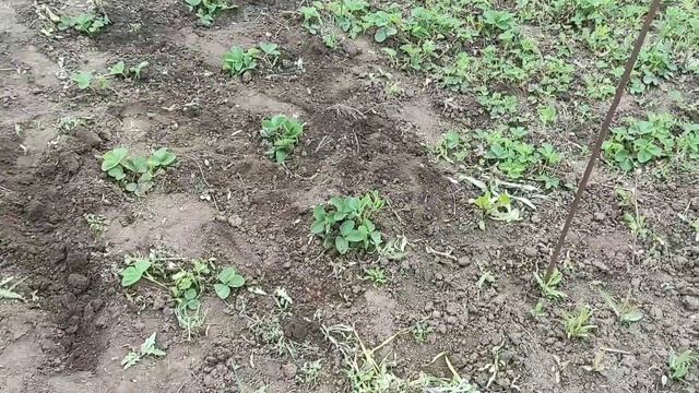 29 апреля Завтрак. Кофе Огород. смотреть онлайн