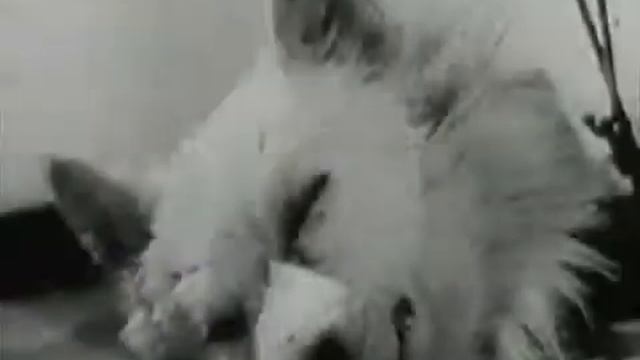 War Of The Satellites - ALEWIFE смотреть онлайн