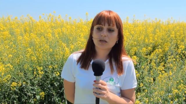 РАПИЦА НА ЕУРАЛИС в СИЛИСТРЕНСКО смотреть онлайн