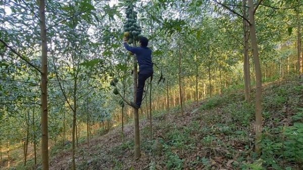 Find food, cook for happy pets, sleep well, Survival Instinct, Wilderness Alone (ep104)