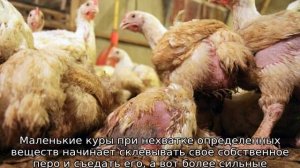 Цыплята клюют друг друга до крови: что делать
