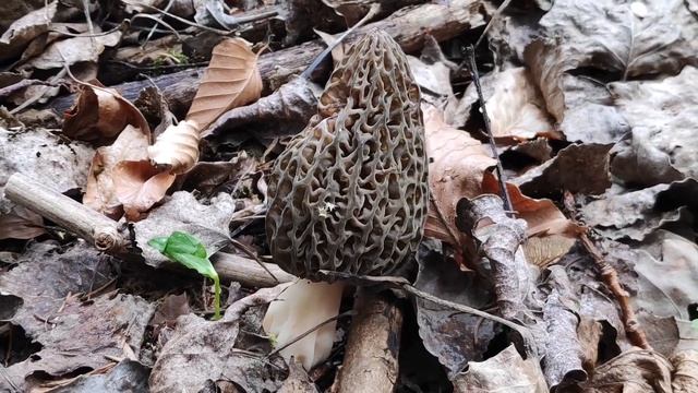 Die Spitzmorchel - Morchella Elata смотреть онлайн