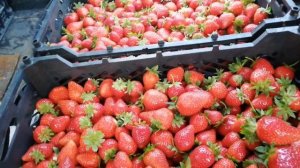 Клубника .Сорт Фурор.