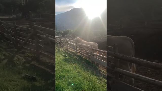 Большой бык Шароле вольном содержании смотреть онлайн