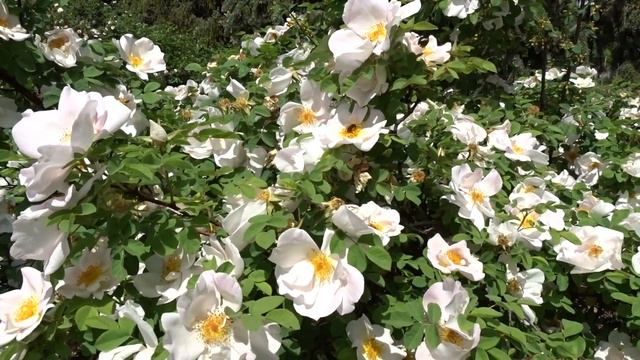 Rosa ´Nevada´ смотреть онлайн