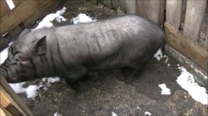 вьетнамские свиньи разведение и откорм