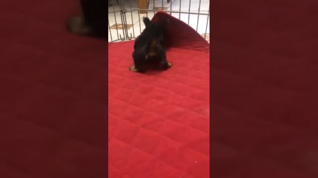 йоркширский терьер щенок купить в москве питомник