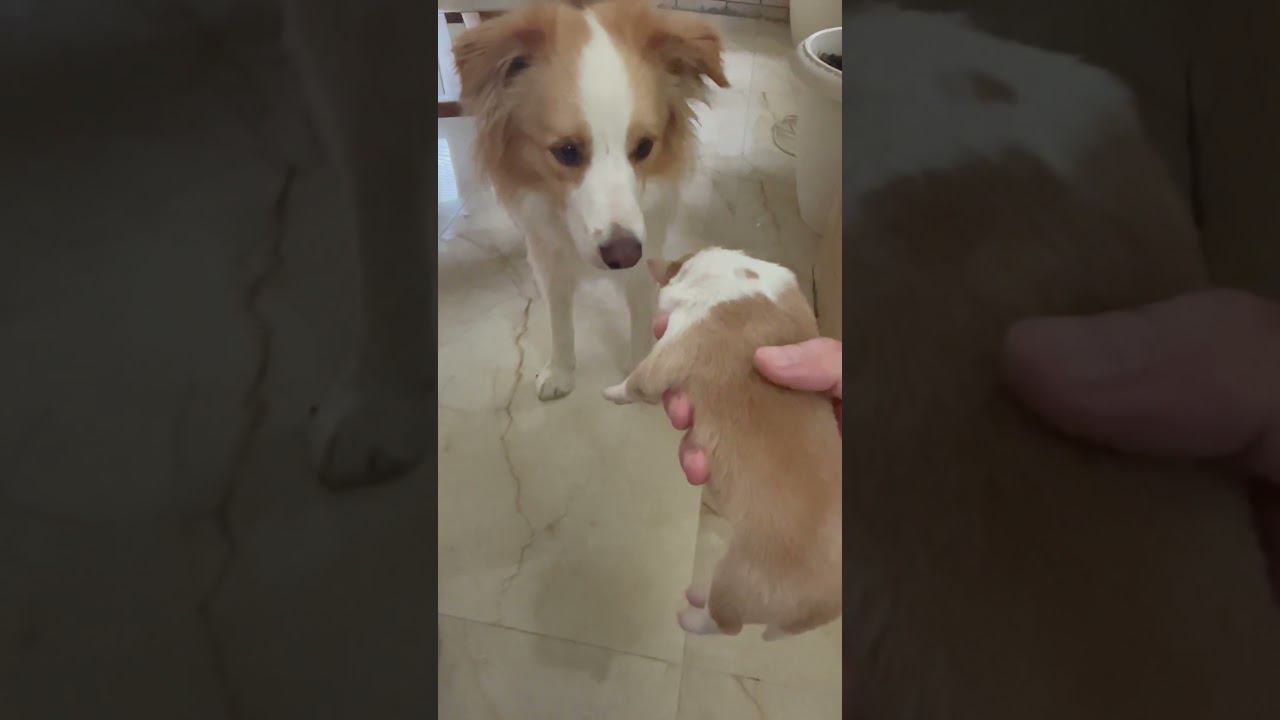 Знакомство Фионы с сестрой )