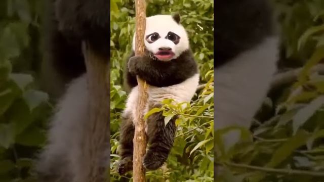 ? говорит!!( Как говорят панды?):/ смотреть онлайн