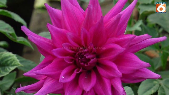Indian Dahlia Plant || Dahlia Tuber and Flowers Information || Plants Gallery || Channel 6 смотреть онлайн