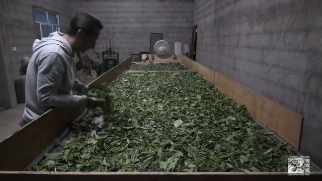 Пуэр с древних деревьев горы Кучжушань. Чайный регион Цзингу. смотреть онлайн