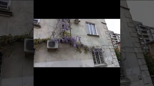 Цветы вверх по лестнице смотреть онлайн