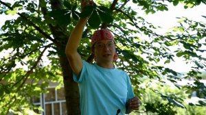 Как спасти каштан от повреждения минирующей молью