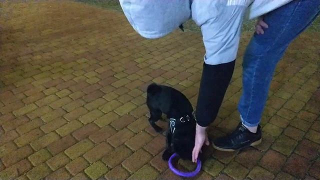 "Космический" черный мопс ! смотреть онлайн