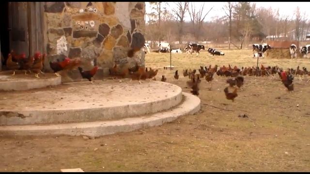 Welsummer Parody of Welsummer Chicken Breed (Breeder Flock) | Cackle Hatchery смотреть онлайн