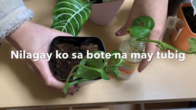 MY HOUSE PLANTS COLLECTION / RARE PLANTS / INDOOR PLANTS / Miss Ella смотреть онлайн